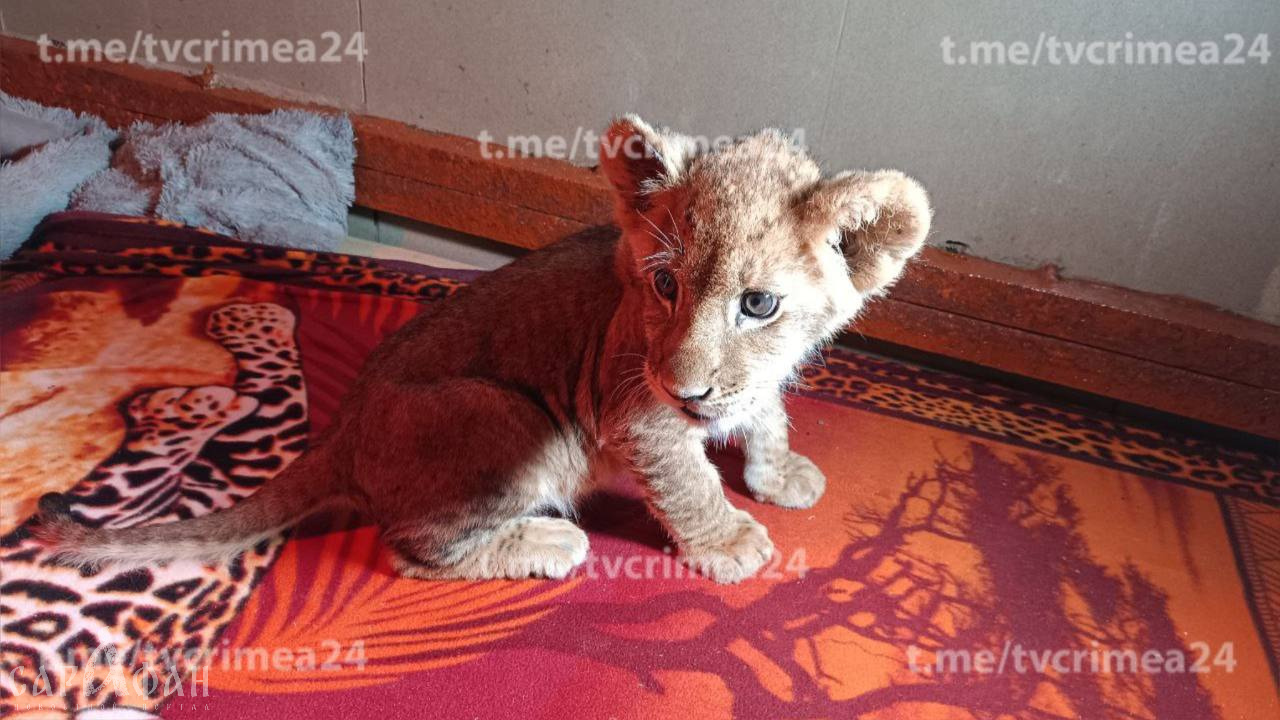 В Крым привезли львенка из ДНР