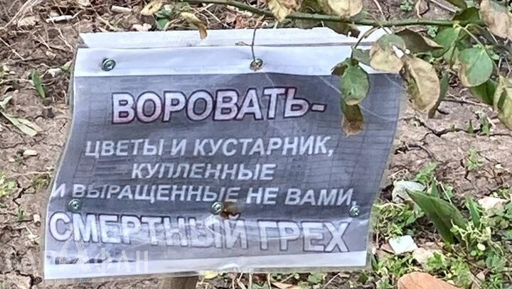 «Смертный грех»: в Краснодаре неизвестный «озеленитель» угрожает цветочным ворам небесными карами 