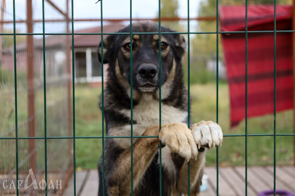 Руководители краснодарского приюта для бездомных животных положили в карман полтора миллиона и продолжили клянчить пожертвования
