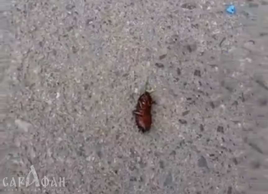 Полчища жуков на асфальте в Ростове попали на видео