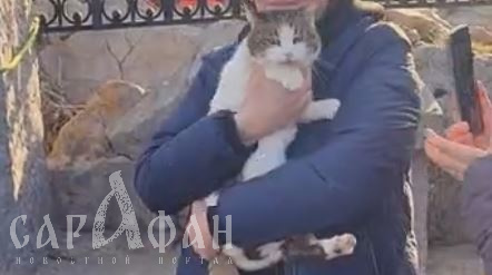 Муся уцелела чудом: в Крыму волонтеры нашли кошку, которую почти с 50-метровой высоты сбросил питерский турист 