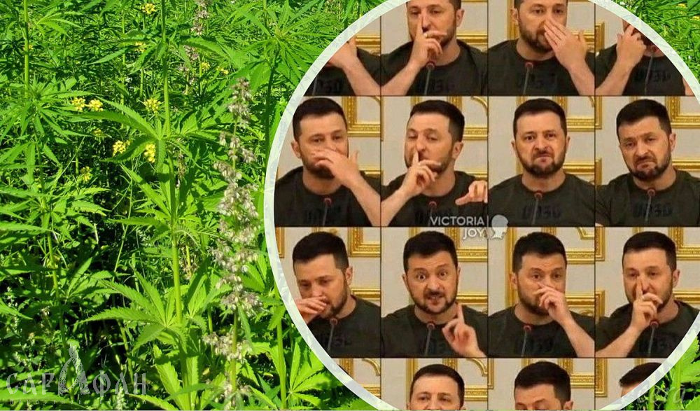 Сенатор от Крыма прокомментировала идею киевских властей выращивать на полуострове марихуану