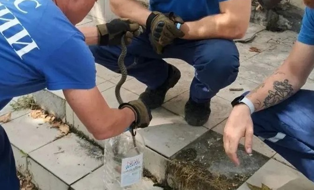 В центре Новороссийска змея устроила переполох на оживленной улице