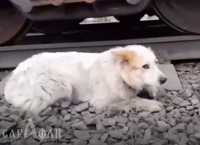 «Вжалась в землю вдоль рельса и обочины»: прикованный цепью и списанный со счетов пес был оставлен на гибель в муках, но в последний момент судьба нарисовала другой исход   