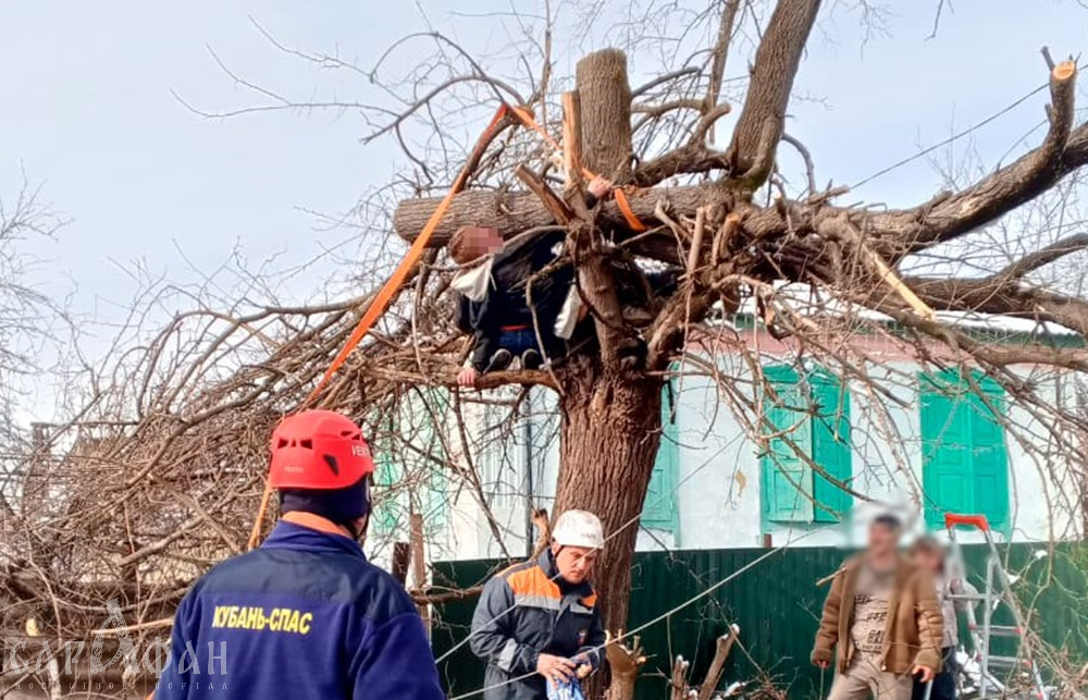 На Кубани молодого парня зажало в тиски спиленное им дерево 