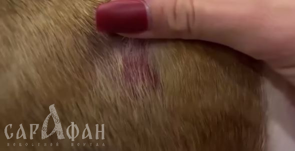 «Можно порезать до кости»: некогда душившая маленькую собачку грумер продолжает калечить животных
