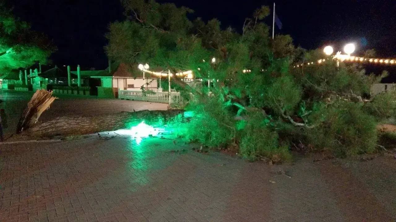 Ураган прошелся катком по Геленджику, ломая деревья и обрывая провода 