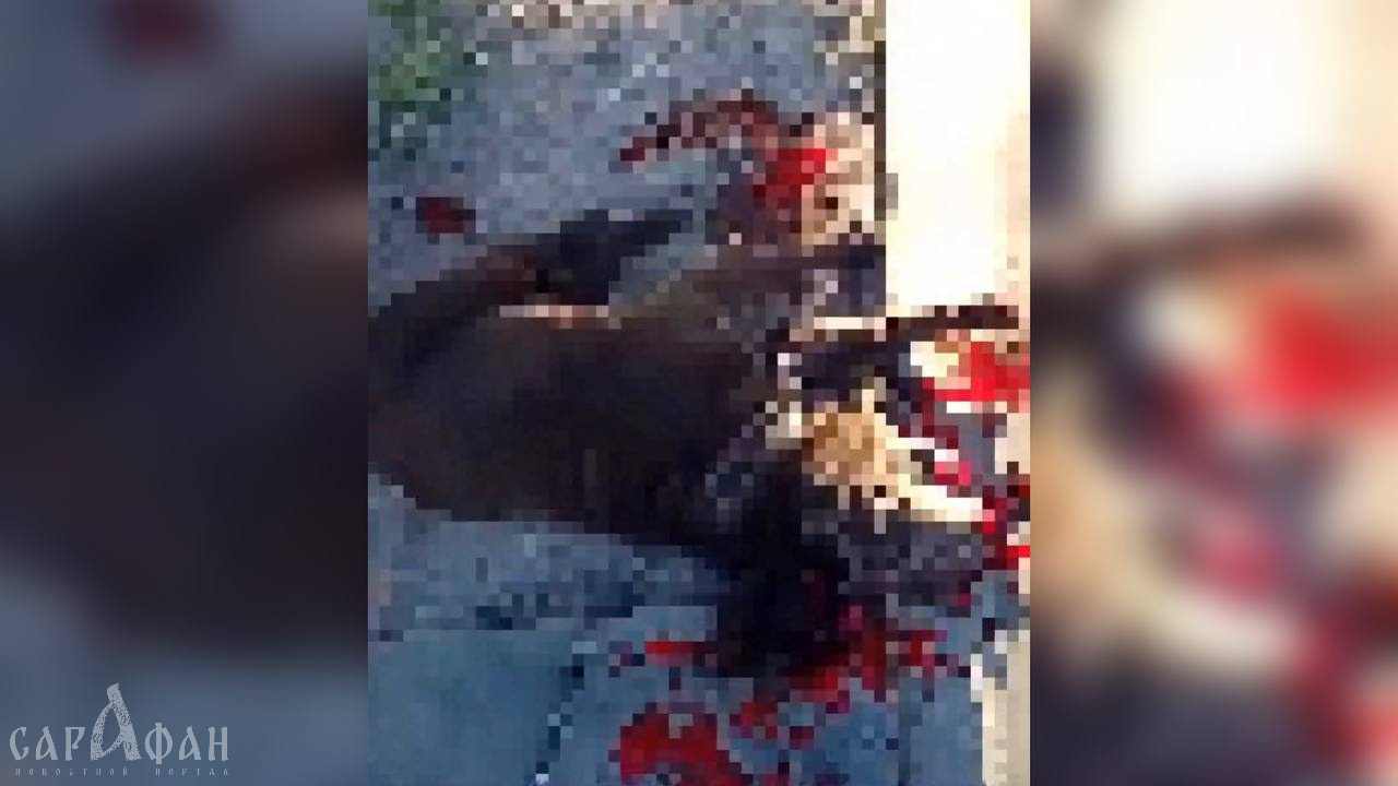 «Контрольный тебе»: после издевательств над привязанным псом мужчина выстрелил в истекающее кровью животное