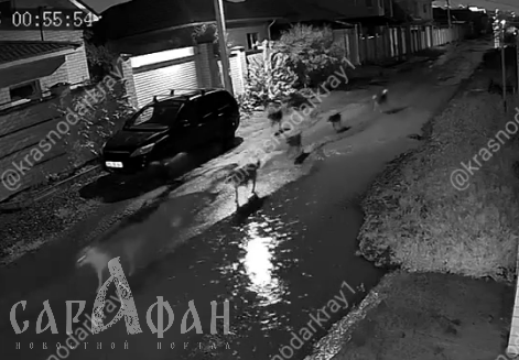 «Как там можно выходить из дома?»: по элитному поселку Краснодара бродят стаи бездомных собак