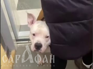 Возбуждено уголовное дело после нападения собаки на мать с ребенком в Краснодаре