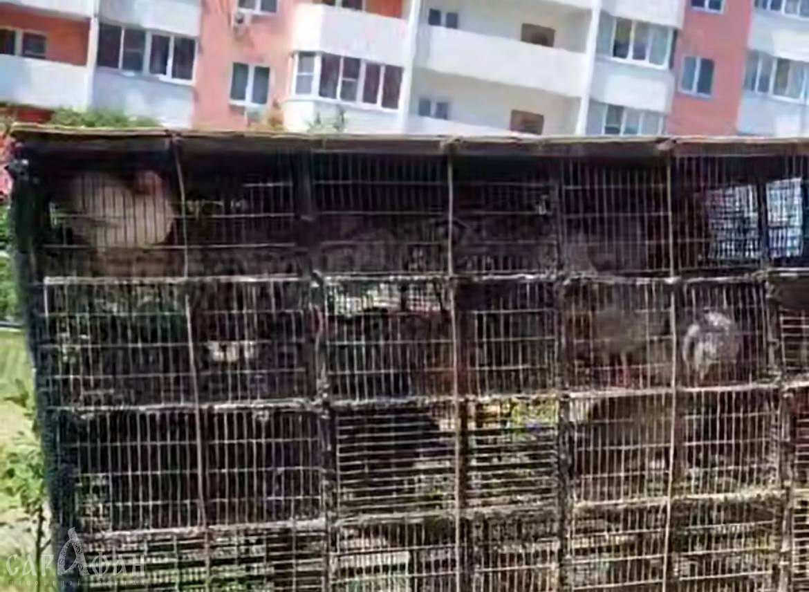 Пернатых вторые сутки держат без еды и воды в прицепе авто под палящим кубанским солнцем