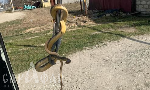 Ползучий ужас Кубани: жителям дома под Новороссийском пришлось вызвать спасателей