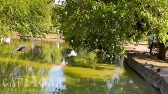 На месте чистого пруда с лебедями в известном парке Краснодара появилось зеленое вонючее болото 