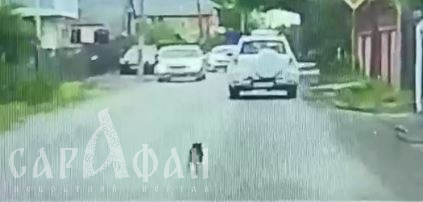 Выбивалась из сил, но продолжала бежать: в Краснодаре маленькую собачку вышвырнули из машины на дорогу, словно фантик