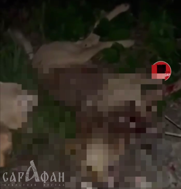 В Краснодарском крае живодеры перерезали горло дворовой собаке 