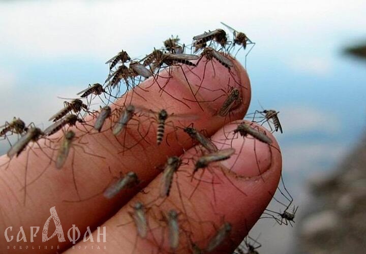 На Кубани ожидается большое количество насекомых к Первомаю