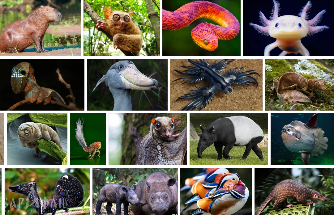 20 животных с редким окрасом, вызывающих чувство восхищения