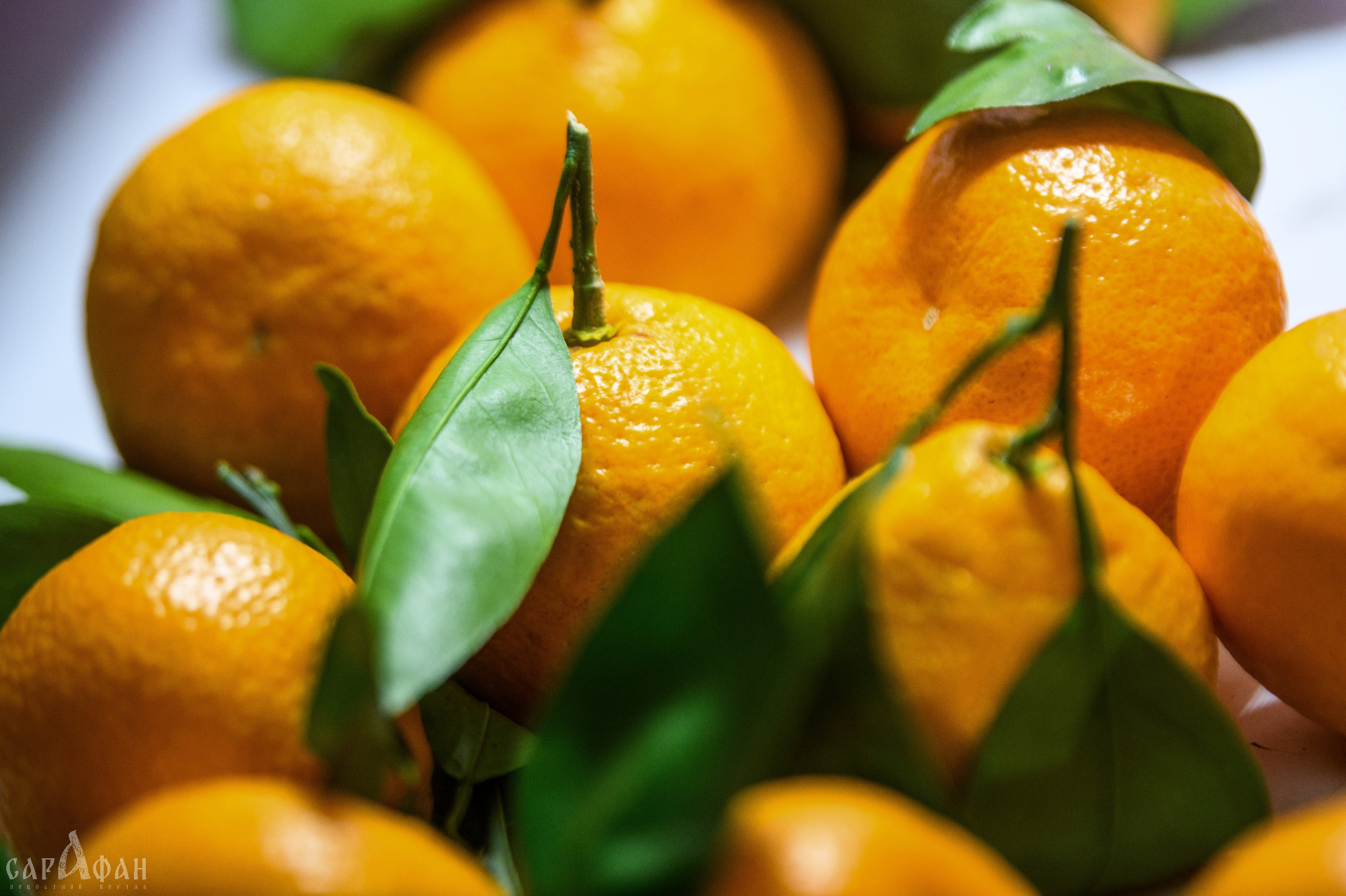 На Кубань пытались провезти мандарины с Кипра, выдавая их за турецкий продукт 